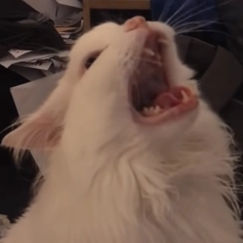 Thurston Waffles, a white cat screaming dramatically